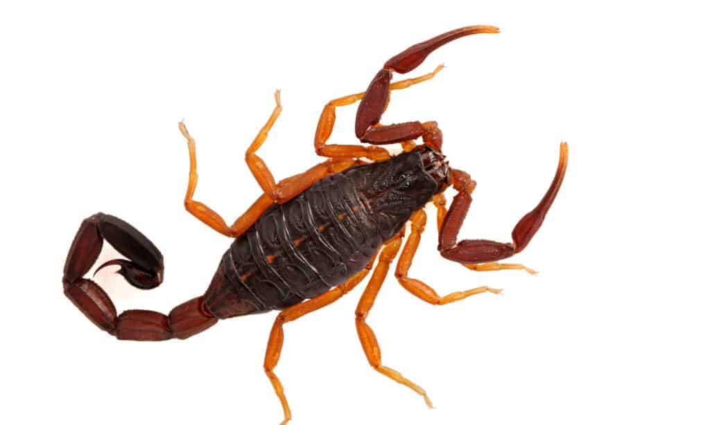 scorpion d'écorce de Floride