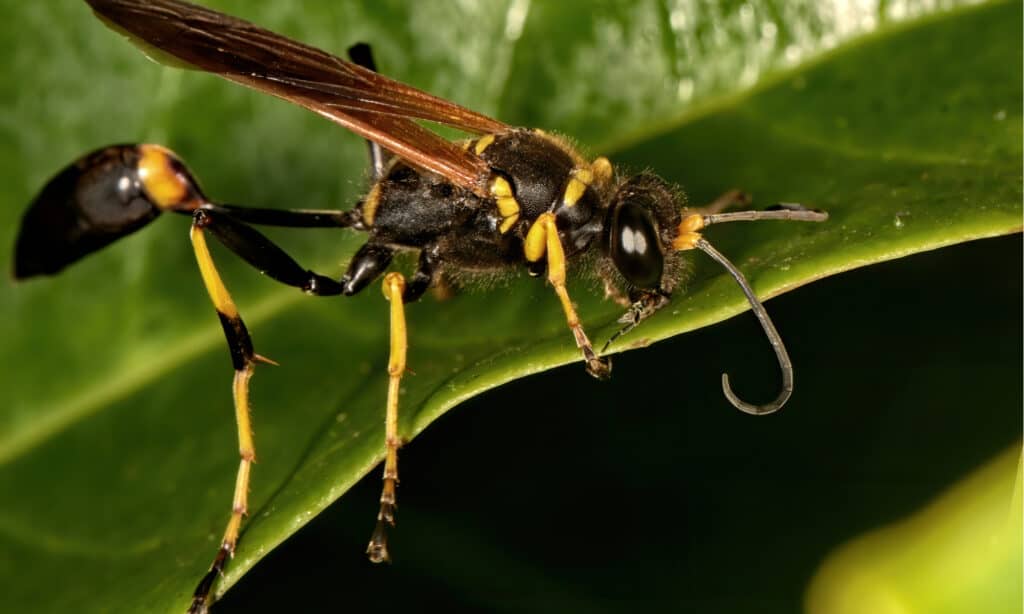 Mud dauber