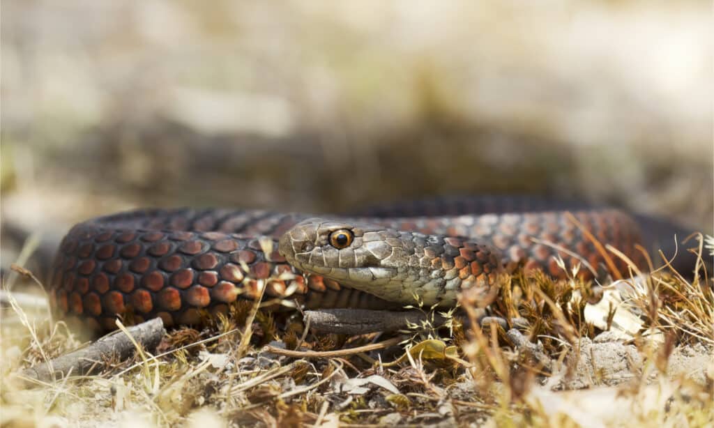 Lowland copperheads usually measure around 3 to 5 feet long. They vary in color from yellow, red, gray, black, and coppery mid-brown. 