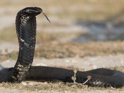 A Rinkhals Snake