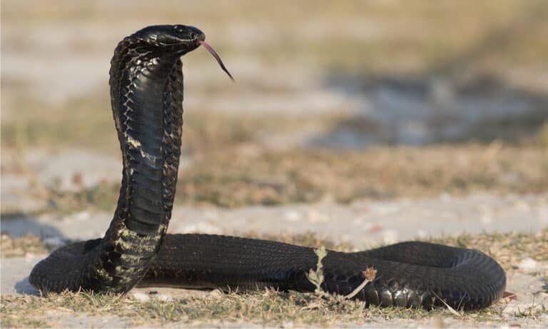 Rinkhals Snake