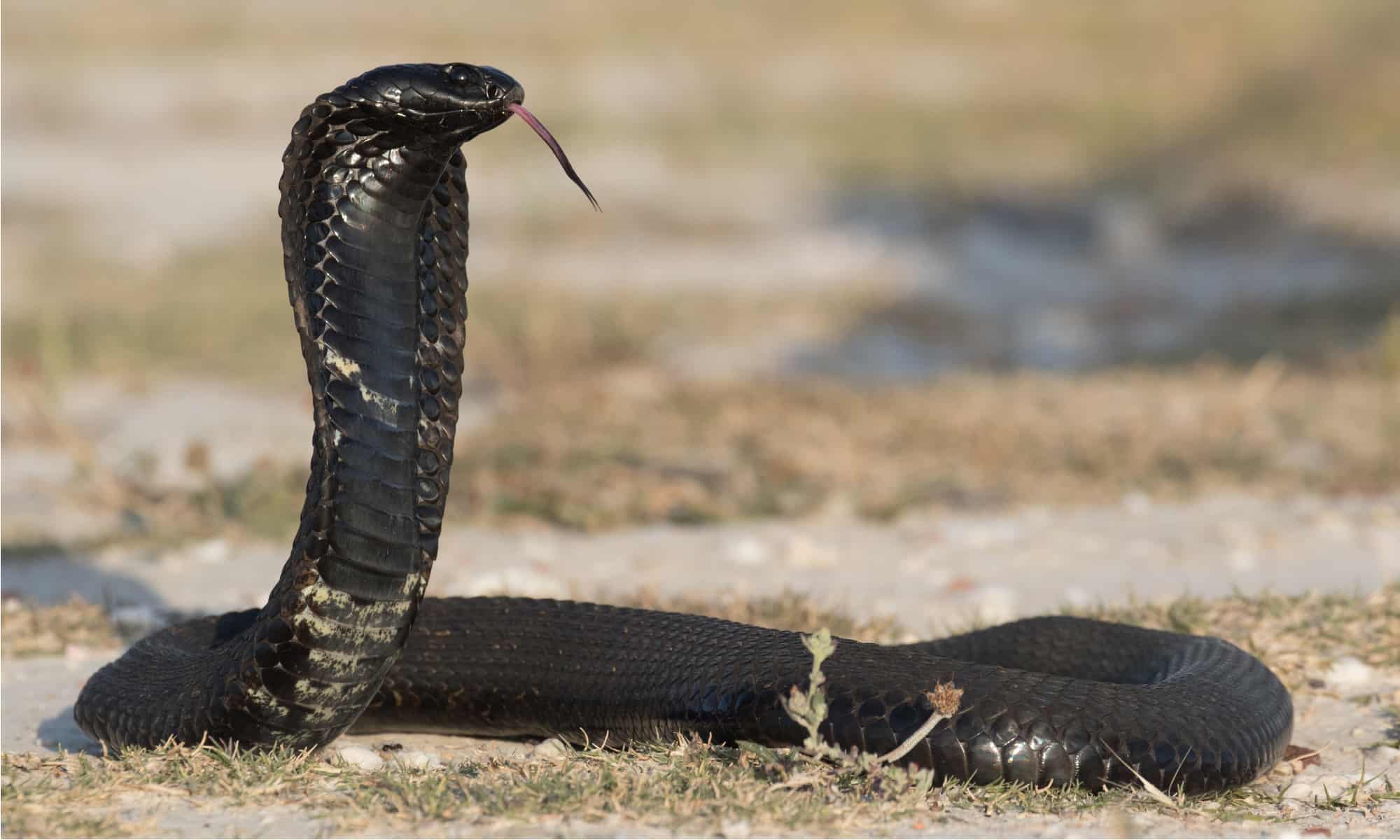 Black-necked cobra, snake