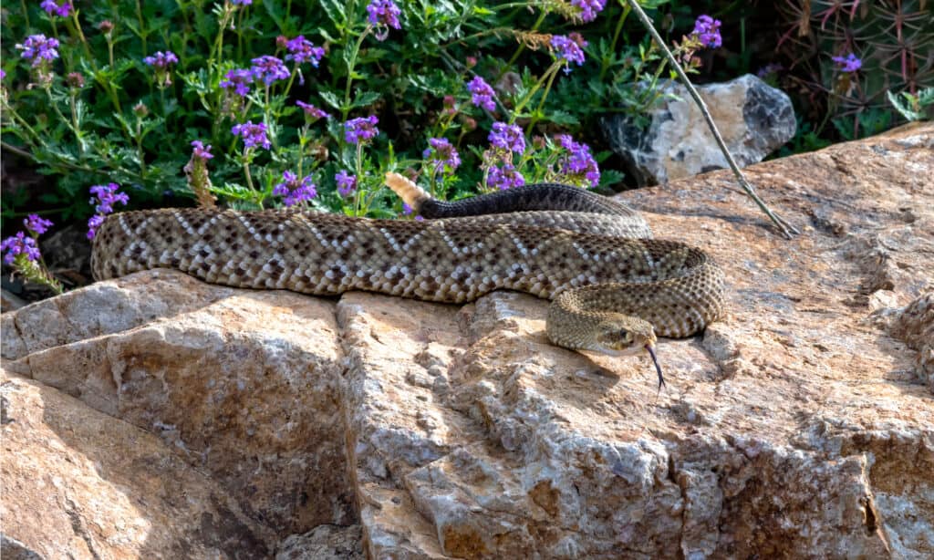 Mexican West Coast Rattlesnake (Crotalus Basiliscus)