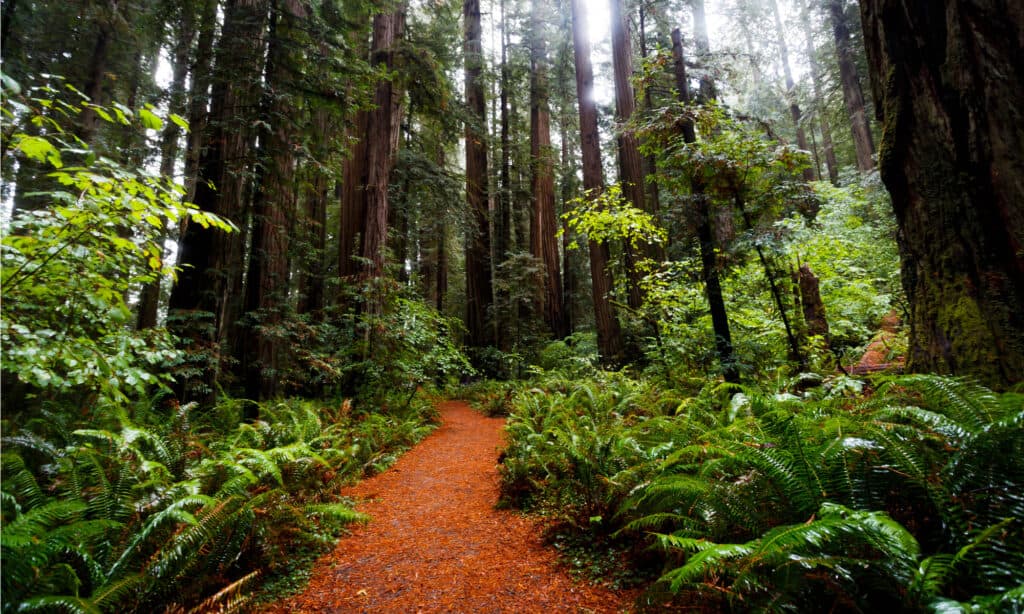 Redwood National Park