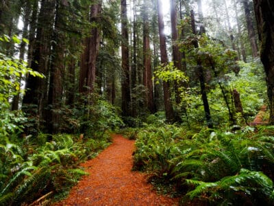 A The 16 Best Places to See Towering Redwood Trees in California