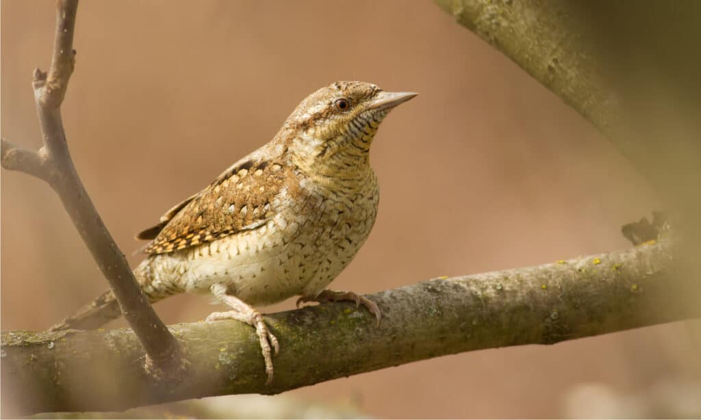 Eurasian Wrynecks