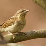 Wrynecks