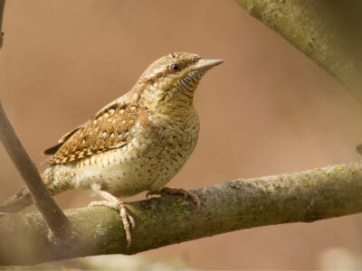 A Wryneck