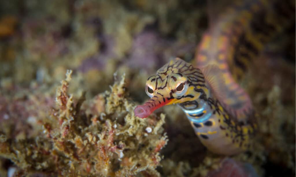Pipefish