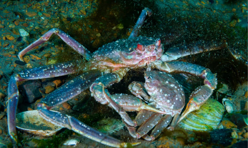 bairdi crab