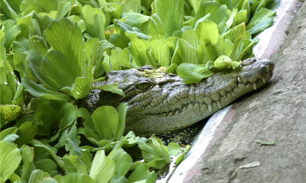 Cassius, Captive Saltwater Crocodile