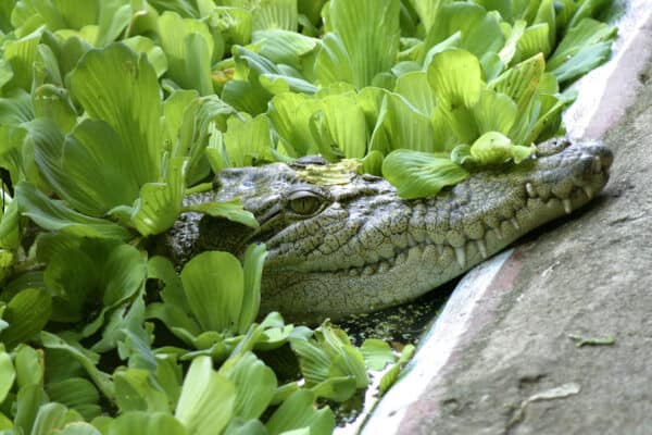 Cassius, the world's largest captive estuarine crocodile, Green Island, Great Barrier Reef