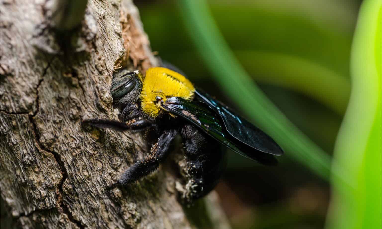 Are Carpenter Bees Dangerous? AZ Animals