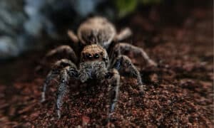 Discover 7 Brown Spiders in Pennsylvania Picture