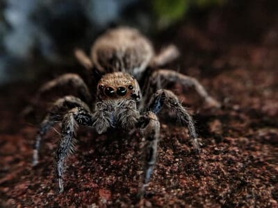 A Discover 7 Brown Spiders in Pennsylvania