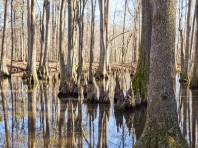 A Discover the 7 Best National and State Parks in Mississippi