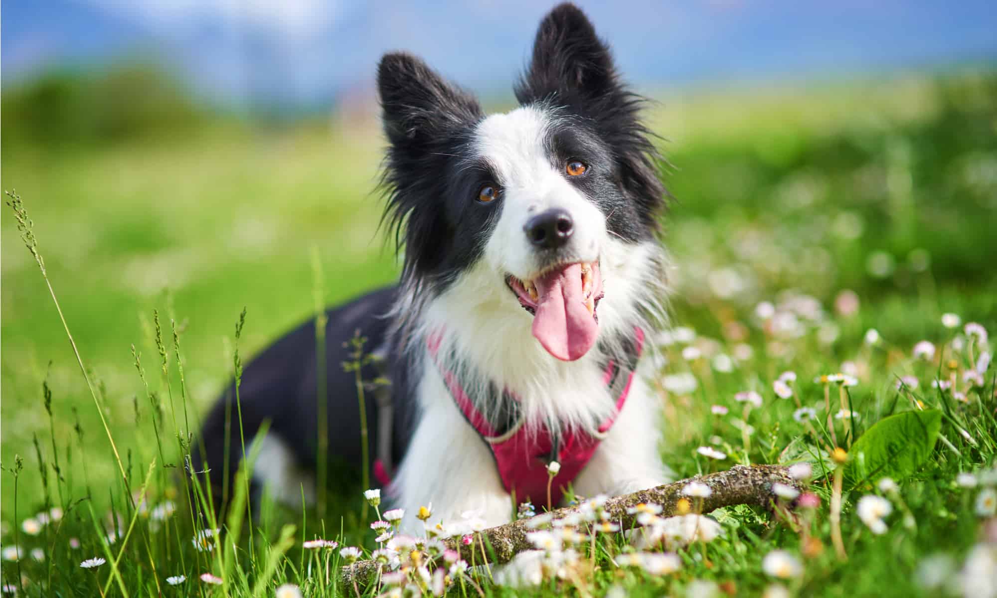 Dog Quiz How Well Do You Know Them? AZ Animals