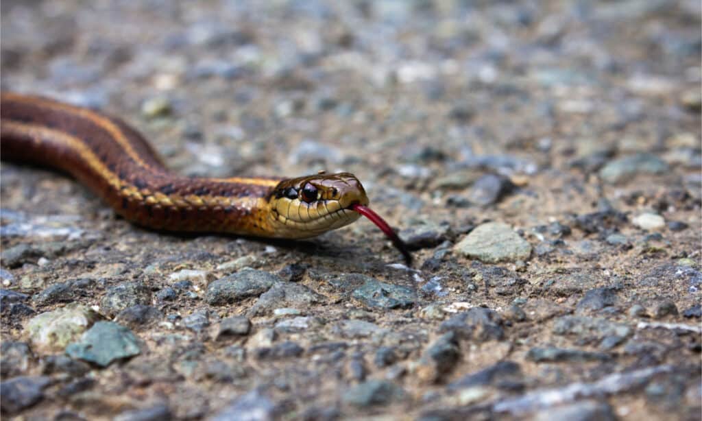 Northwestern Garter snake
