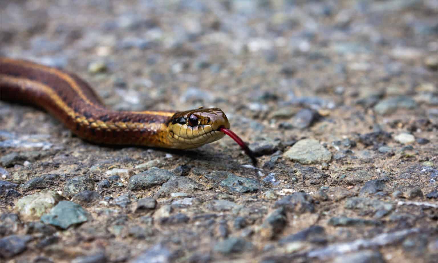 Venomous Snakes Close Down 3 Mile Road In Illinois (With Pictures ...