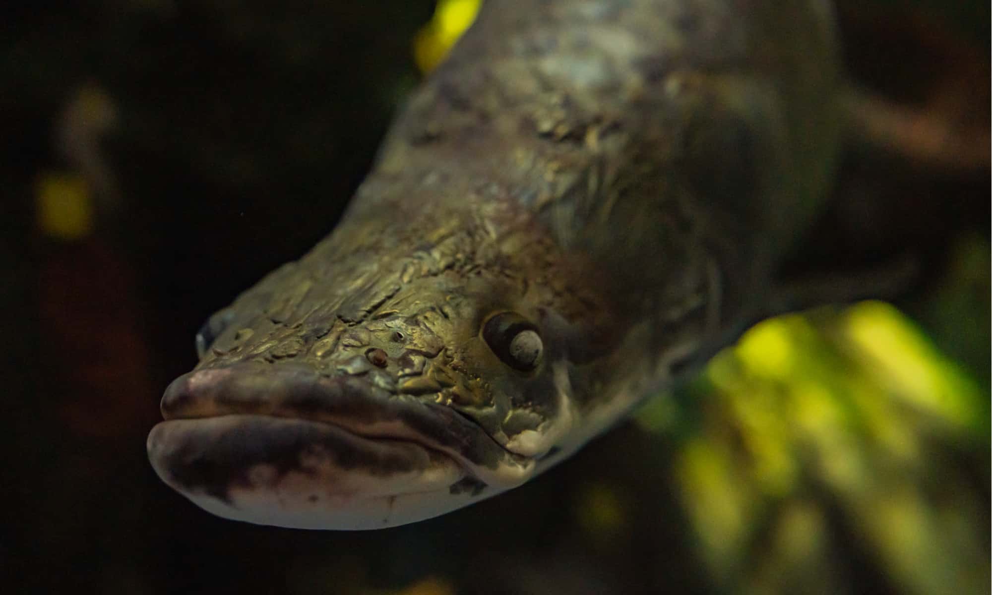 Arapaima Close Up