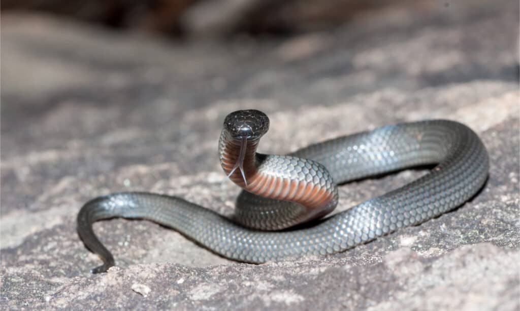 dangerous australian snakes