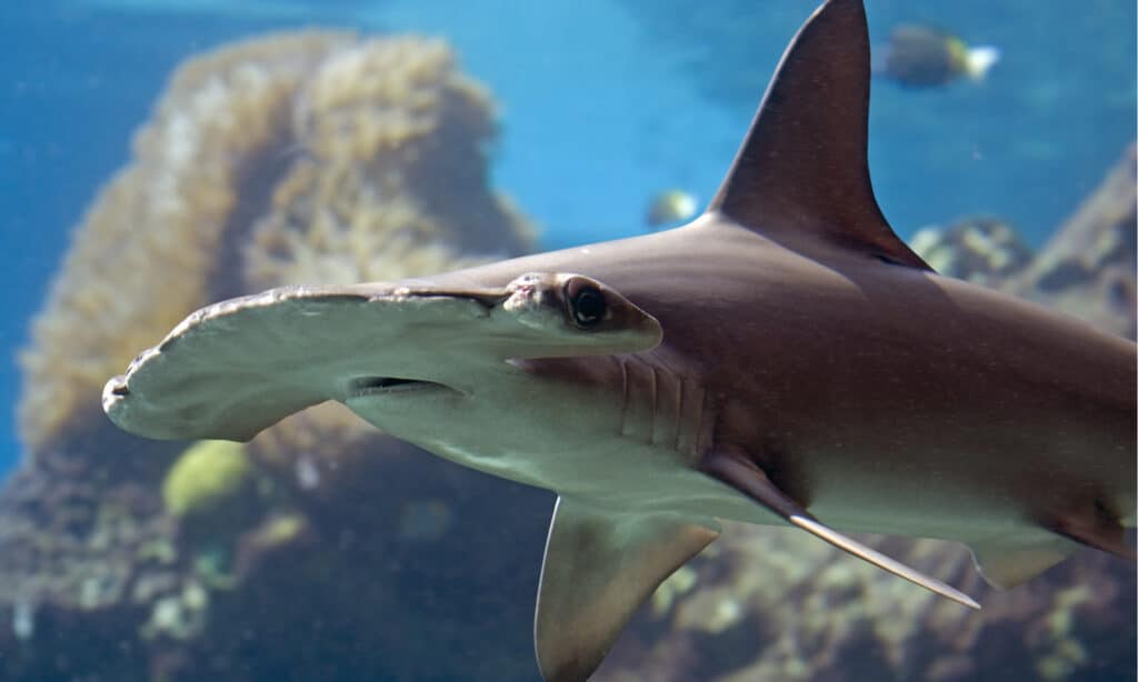 Scalloped Hammerhead Shark (Sphyrna lewini) 