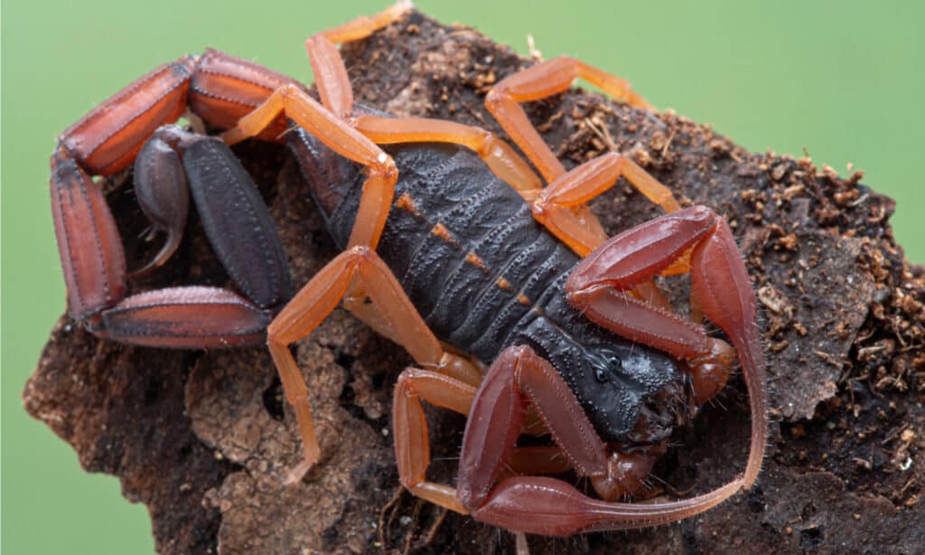 Florida Bark Scorpion