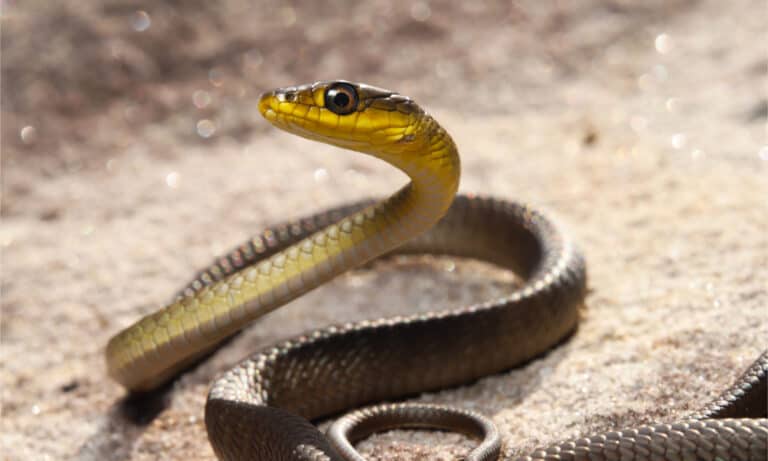 17 Snakes with Paralyzing Venom - A-Z Animals