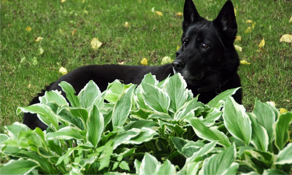 How to Keep Dogs from Eating Hostas  