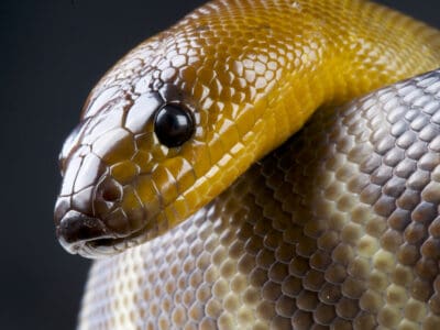 Woma Python Picture