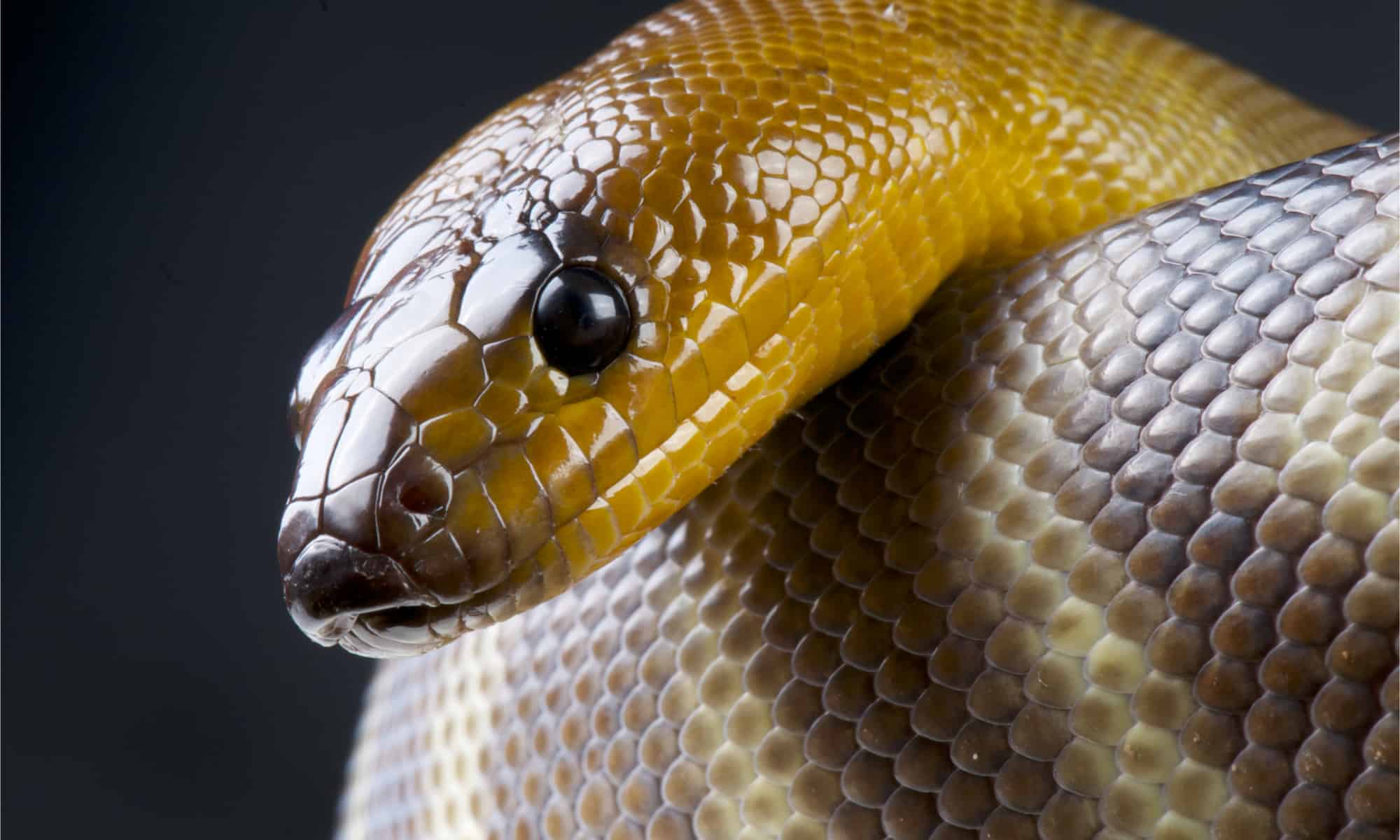 Woma python Animal Facts | A. ramsayi - AZ Animals