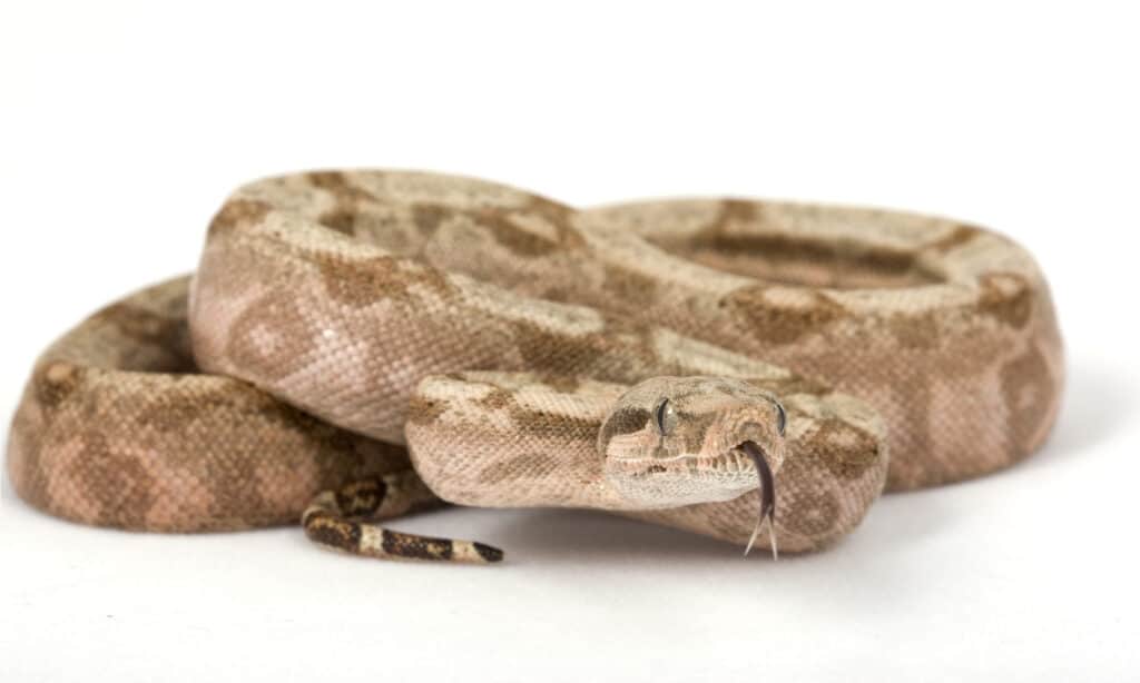 Hog Island Boa Constrictor