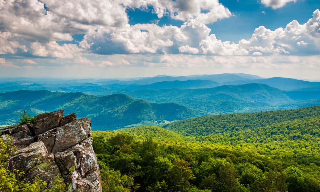 12 Birds on the Appalachian Trail