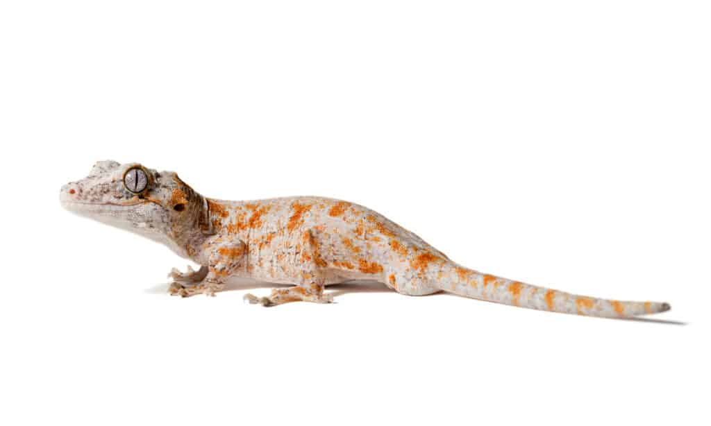 Lizards in Texas - Orange Reticulated Gecko