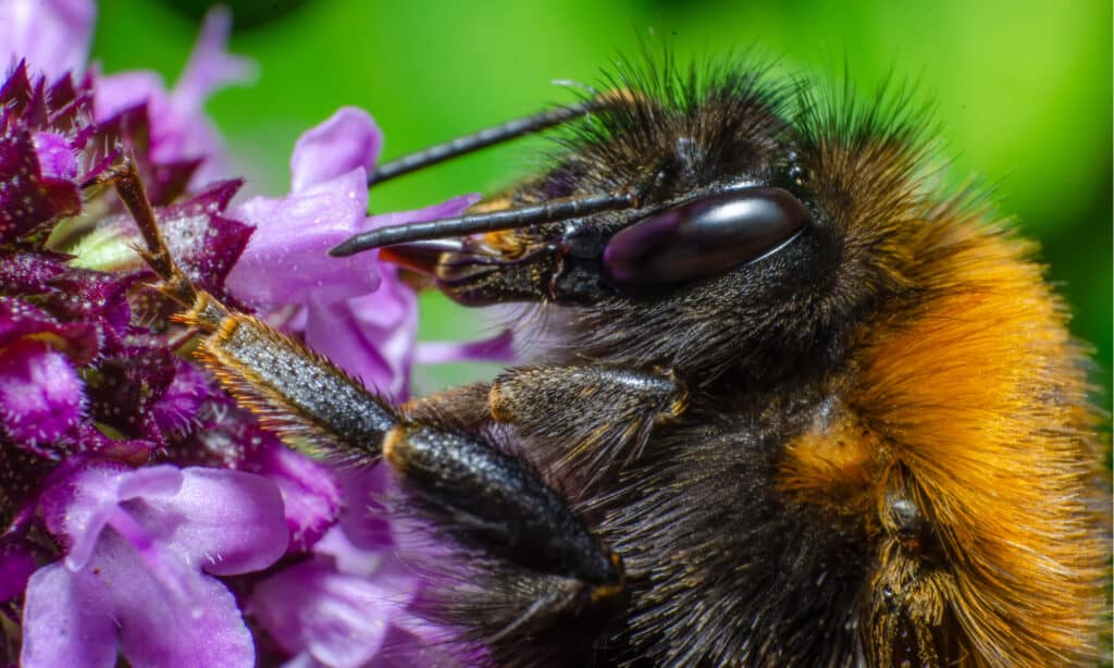 Bumble Bee on Flower