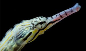 Pipefish