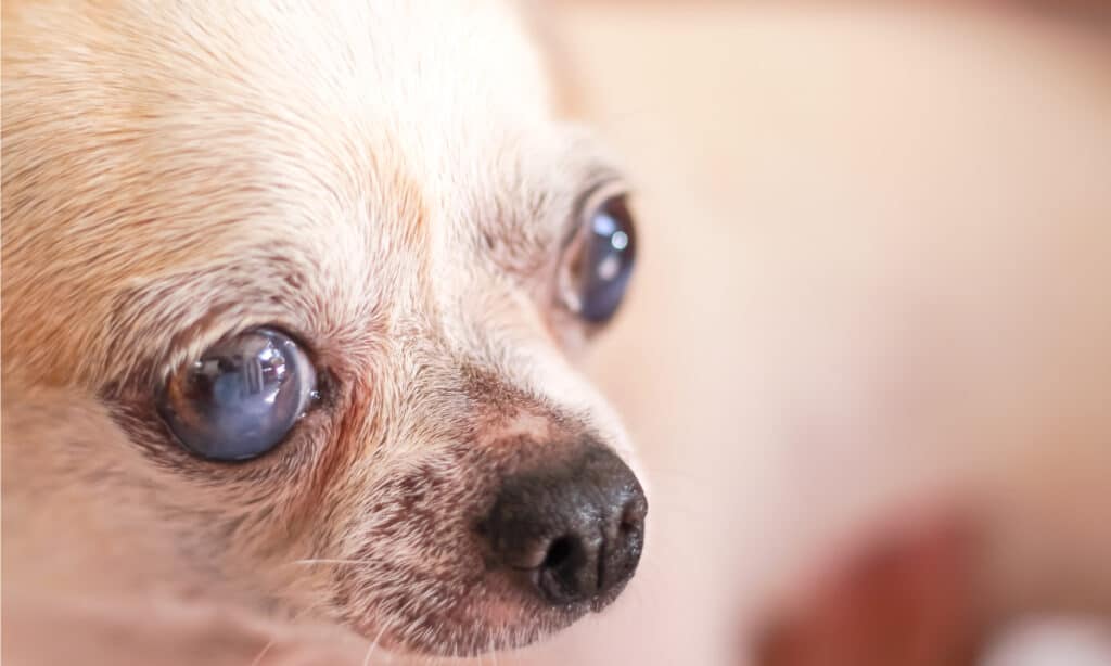 Old Chihuahua