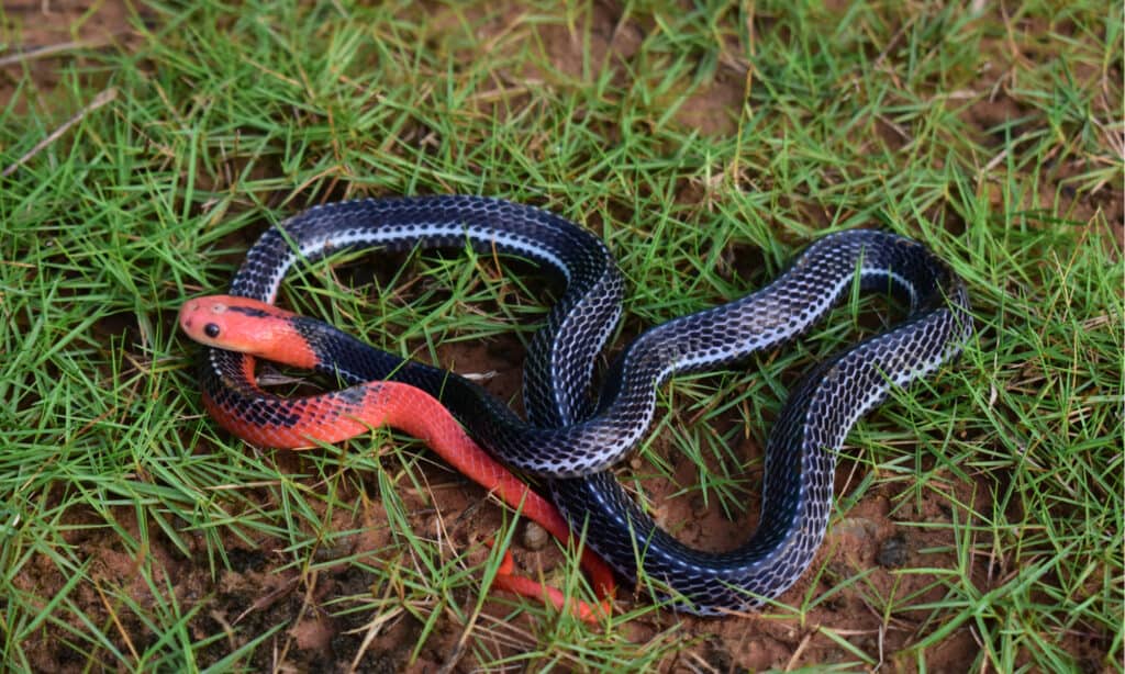 Red-headed Krait