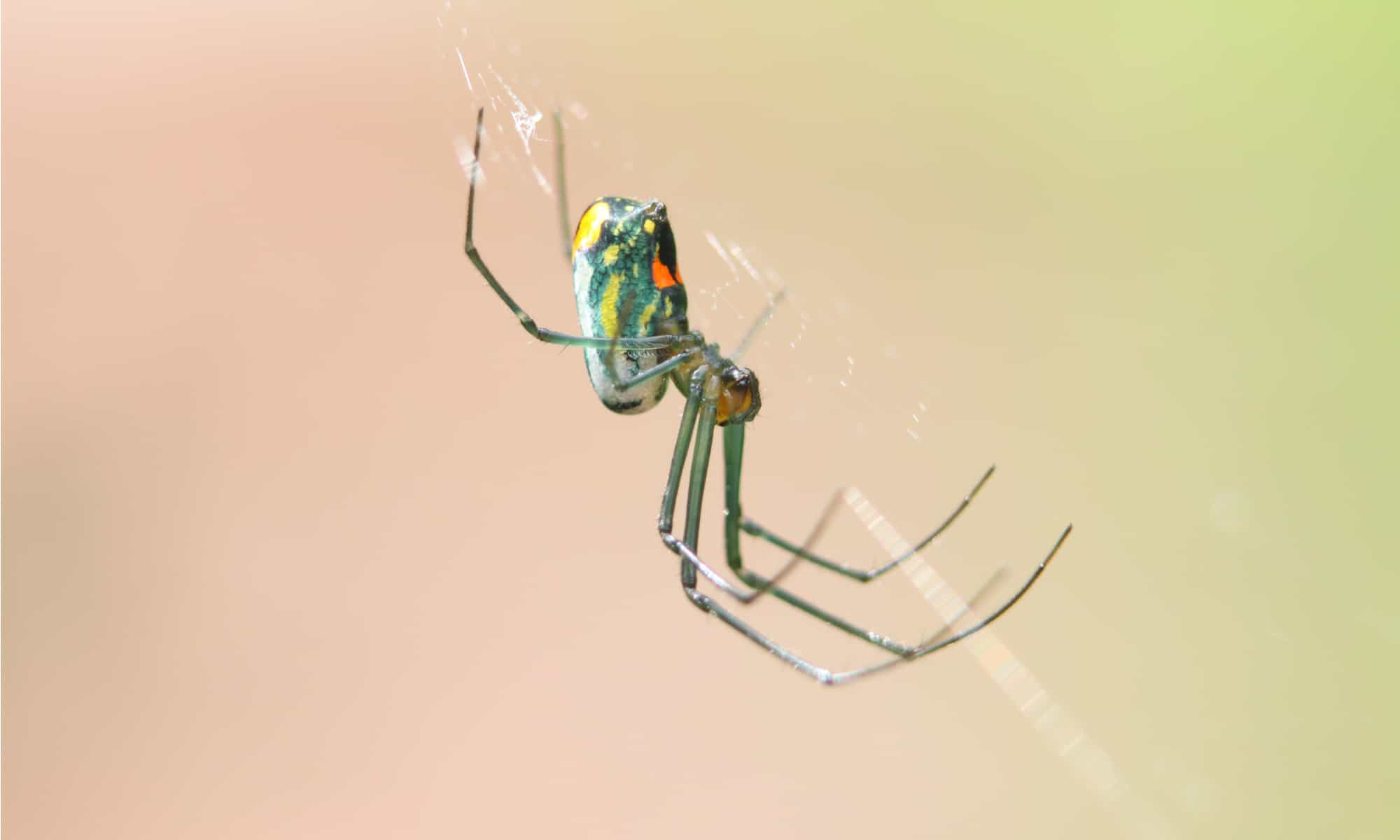 10 Spiders in South Carolina Wiki Point
