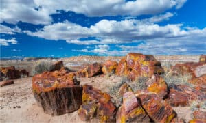 10 Amazing Facts You Didn’t Know About Arizona’s Petrified Forest Picture