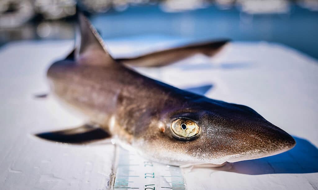 smooth dogfish shark