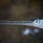 Needlefish