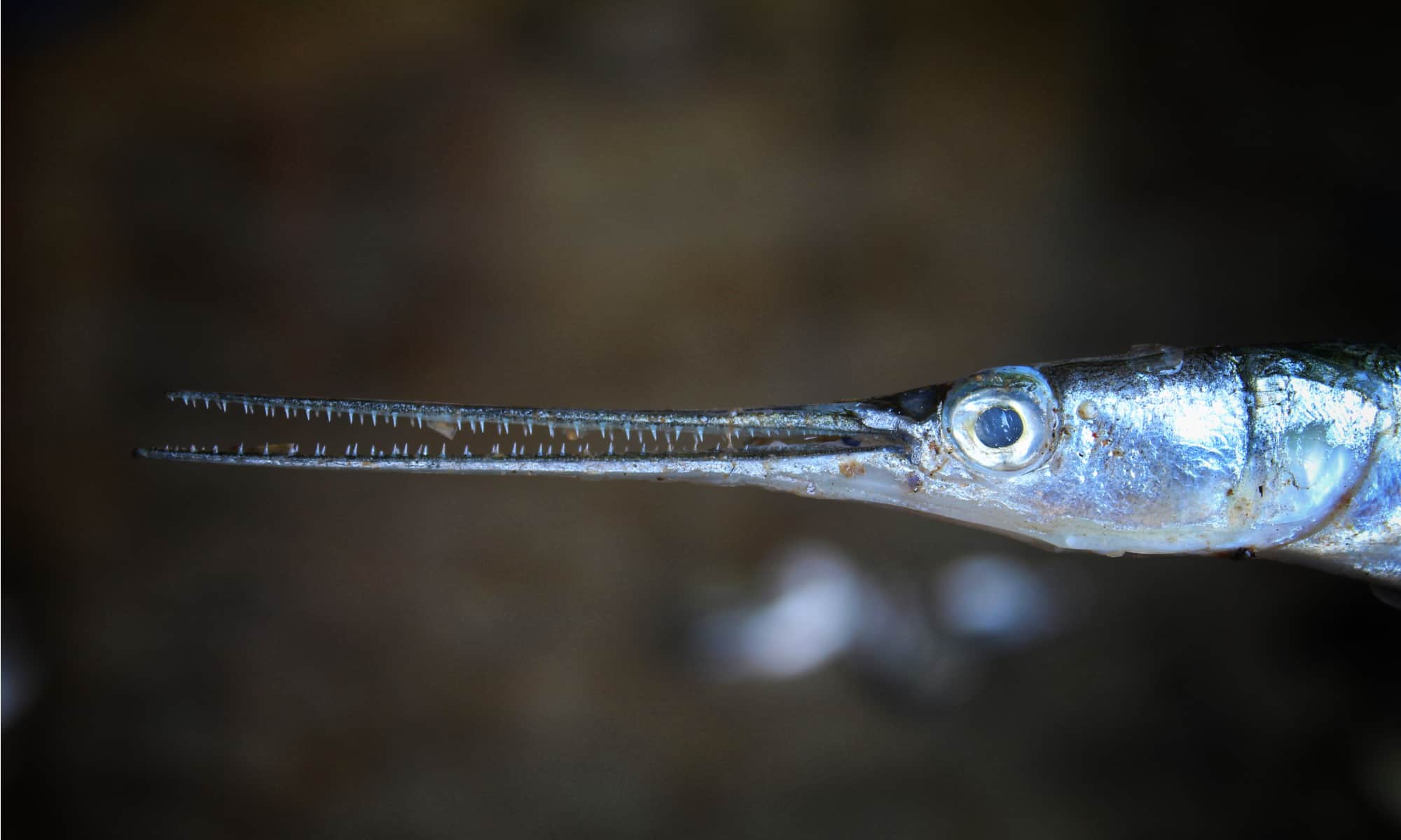 Atlantic Needlefish - Delaware Fish Facts