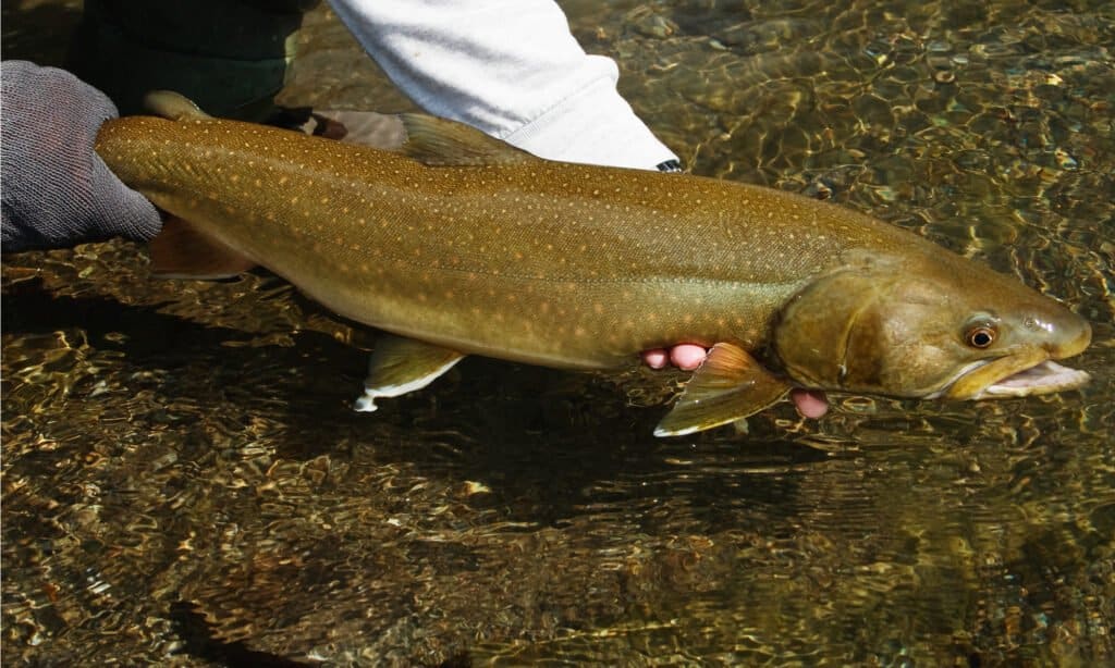 Bull Trout