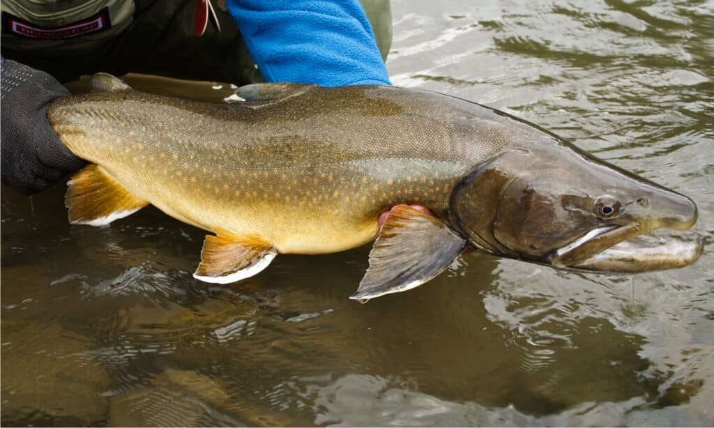 Bull Trout