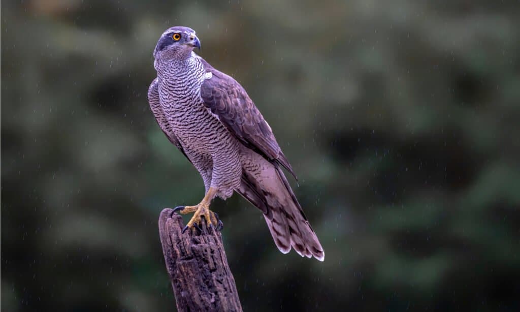 Goshawk