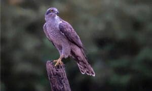 Discover the Largest Hawk in the World Picture