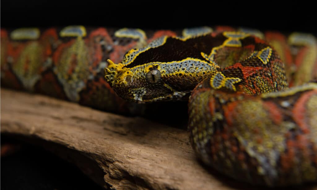 River Jack Snake or Rhinoceros Viper