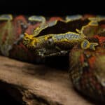 Rhinoceros viper