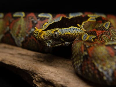 A Rhino Viper